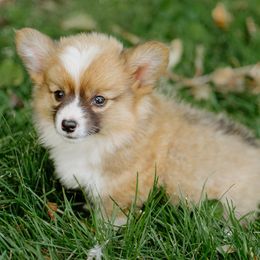 Birdie -Fluffy - White and red female Pembroke Welsh Corgi puppy in Oak City, Utah from Shells’ Corgis