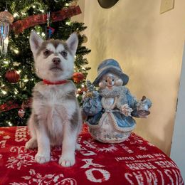 AKC Brandy - Red and white female Siberian Husky puppy in Cedarville, Ohio from Evereve Kennels