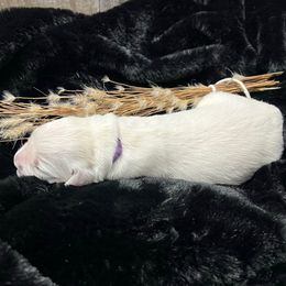 Inga - Light golden female Golden Retriever puppy in Adair, Oklahoma from Rejoice Retrievers