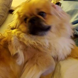 Brandy - Pekingese