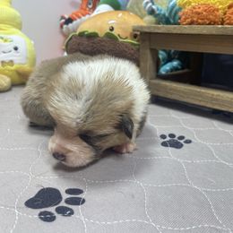 Penny - Sable female Pembroke Welsh Corgi puppy in Apison, Tennessee from Ashmore Corgis