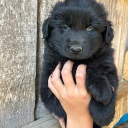 Wicked - Black female Australian Shepherd puppy in Whitwell, Tennessee from Owl Hollow Farm