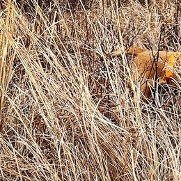 Labrador Retrievers from Flight Enders Retrievers