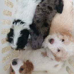 Black and white puppy - Black male Double Doodle puppy in Pleasant Hill, Iowa from Courtney Nicole's Mal Shihs & Goldendoodles