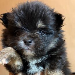 Skye - Tri-colored female Pomeranian puppy in Port Angeles, Washington from Pacific Northwest Pomeranians