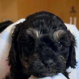 Red Girl - Black and tan female Cockapoo puppy in Bayville, New Jersey from Lovin Lil CutiePoos