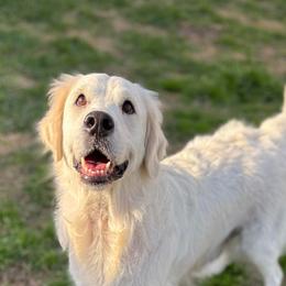Magnolia - Light golden female Golden Retriever puppy in Willis, Texas from Lakemist Retrievers