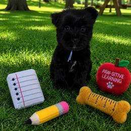 Jett - Liver male Yorkshire Terrier puppy in Flowood, Mississippi from Prissy PawPals