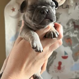 Gobby - Blue fawn male French Bulldog puppy in Phoenix, Arizona from Little Loaf Frenchie