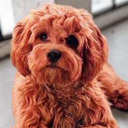 Patty - Cavapoo