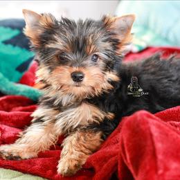 Yorkshire Terrier Puppies from Essence of Grace Yorkies