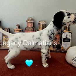 Rain - White and black female Dalmatian puppy in Janesville, Wisconsin from Legacy Dalmatians