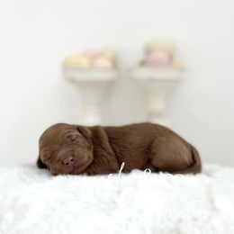 Goldendoodle Puppies from Carlie and Co. Goldendoodles