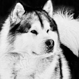 Alaskan Malamute puppies from Windchaser Kennels