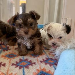 Chip - Chocolate and tan male Yorkshire Terrier puppy in Duncanville, Alabama from Bear Creek Dachshunds