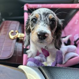 Dachshund Puppies from Dreaming of Dachshunds
