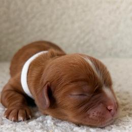 Graham - Ruby male Cavalier King Charles Spaniel puppy in Katy, Texas from True Heart Cavaliers LLC
