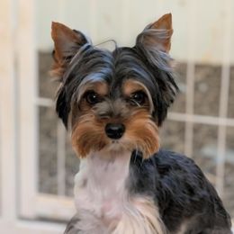 Zuzu - Biewer Terrier