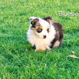 Blueberry - Blue merle male Miniature Australian Shepherd puppy in Owensboro, Kentucky from JnT's Bluegrass Mini Aussies
