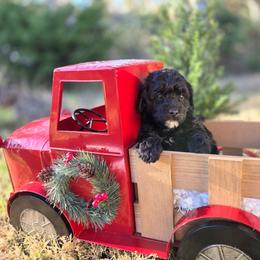 CoCo - Black female Goldendoodle puppy in Leander, Texas from Doodle Doula