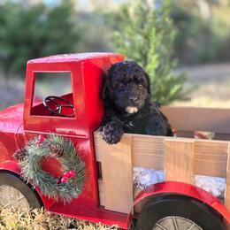 CoCo - Black female Goldendoodle puppy in Leander, Texas from Doodle Doula