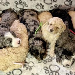 Bernedoodle puppies from Ellas.Pups (Bernedoodles & Cavapoos)