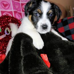 Russell Terrier Puppies from Bluegrass Russell Terriers