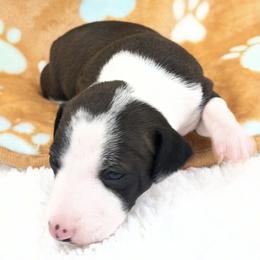 Tandy - White and seal female Italian Greyhound puppy in West Plains, Missouri from Sycamore Ridge Puppies
