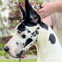 Great Danes from Evergreen Danes