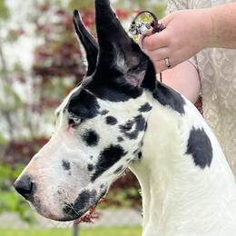 Great Danes from Evergreen Danes