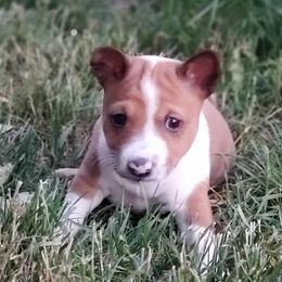 Basenji Puppies from Basenji Puppies