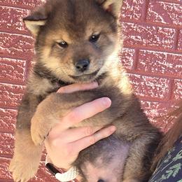 Masaru - Sesame male Shiba Inu puppy in Denver, Colorado from Diamonds In The Ruff Boston Terriers