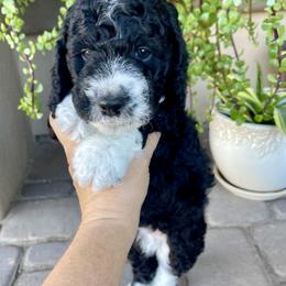Fir - Phantom male Bernedoodle puppy in Superior, Arizona from Mountain Bridge Doodles