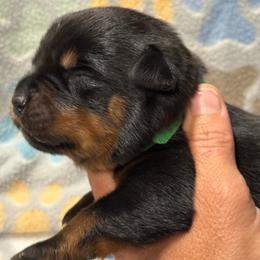 Boy 3 - Black and mahogany male Rottweiler puppy in Newfoundland, Pennsylvania from Poconopaws