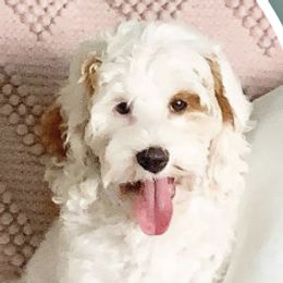 Demy  - Australian Labradoodle