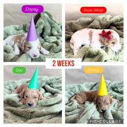 Goldendoodle Puppies from Gingerdoodles