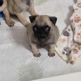 Boy 1 - Fawn male Pug puppy in Olin, North Carolina from Piggy Pugs