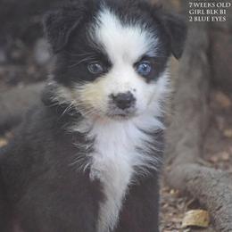 Felicity - Black & white female Miniature Australian Shepherd puppy in Patterson, North Carolina from DreamLine Aussies