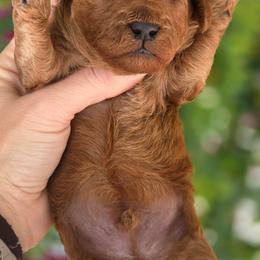 Cupid - Red  male Goldendoodle puppy in Vernon, Texas from Sugarland's Texas Goldendoodles