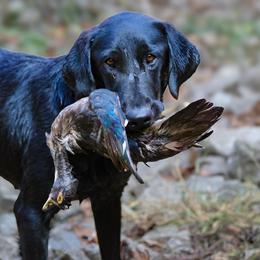 Cruise - Labrador Retriever