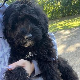 Purple Collar - Black female Goldendoodle puppy in Richmond, Kentucky from The Doting Doodle