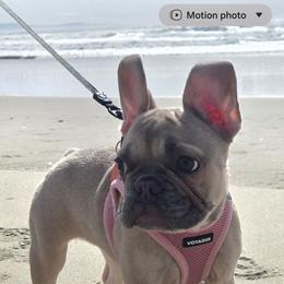 French Bulldog and Miniature Schnauzer All Grown Up from Olivia's Miniature Schnauzer's and French Bulldogs