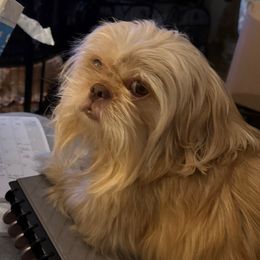 Henry - Shih Tzu