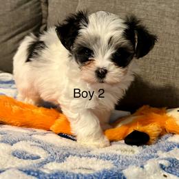 Boy 2 - Black & tan tri-color male Morkie puppy in Ocala, Florida from Hummingbird Fields