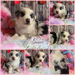 Australian Shepherd and Pembroke Welsh Corgi Puppies from Lewis Aussie’s & Corgi’s