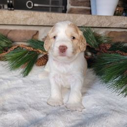 Australian Cobberdog Puppies from Heartland Hills Australian Cobberdogs