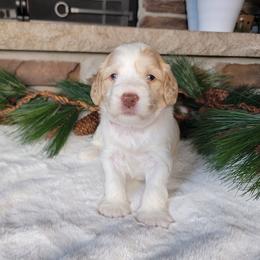 Australian Cobberdog Puppies from Heartland Hills Australian Cobberdogs