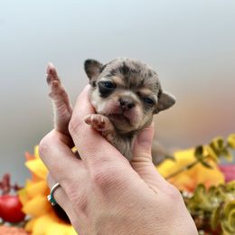 Mercedes - Merle female Chihuahua puppy in Raleigh, North Carolina from Fiddlefigg Chihuahuas