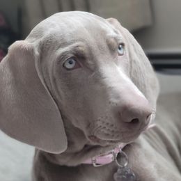 Weimaraners from City Weimaraner