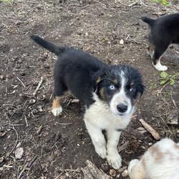 Toffee - Black tri-color female Australian Shepherd puppy in Kenosha, Wisconsin from Out of this World Aussies
